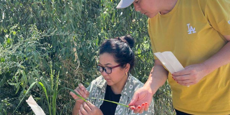 ОшТУнун окумуштуулары тарабынан күрүчтү асылдандыруу иштери башталды